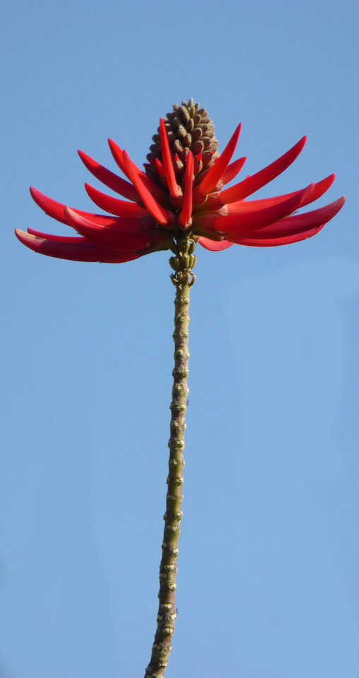 photo of a century plant